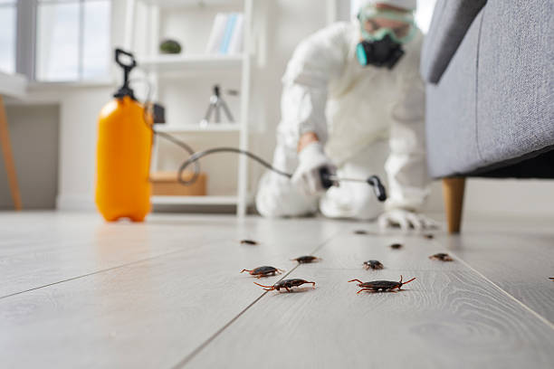 Affordable Cockroach Control solutions in Bliss Corner, MA